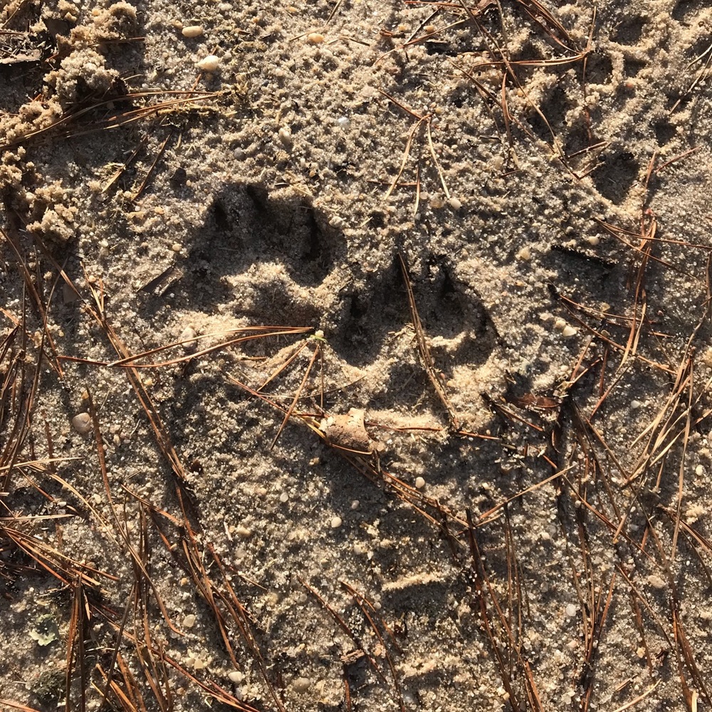 Meet your Posher, Victoria